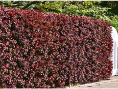 Барбарис средний 