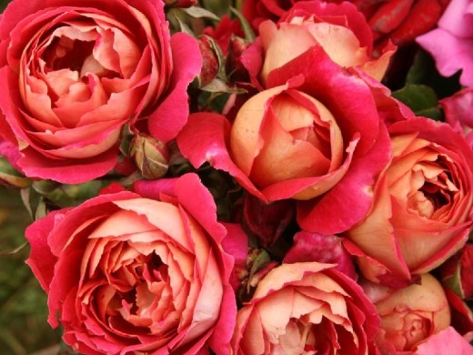 Роза шраб Роза шраб