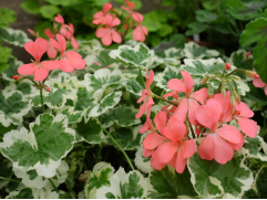 Пеларгония Frank Headly Контейнер 1,0л Пеларгония Frank Headly Контейнер 1,0л