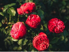 Роза штамбовая 