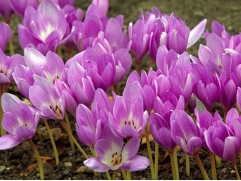 Безвременник Безвременник