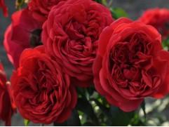 Роза флорибунда 