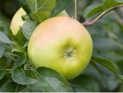 Яблоня колонновидная 
