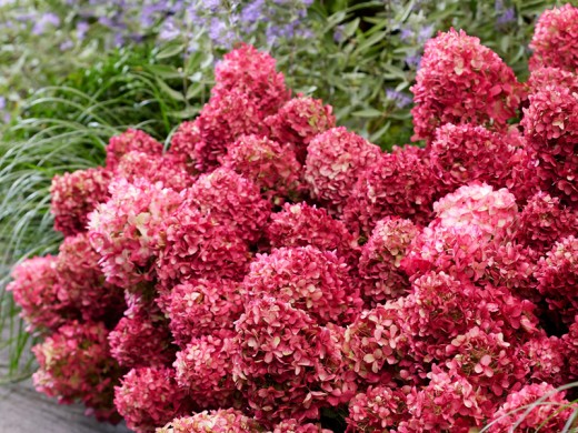 Гортензия метельчатая Гортензия метельчатая