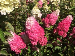 Гортензия метельчатая 