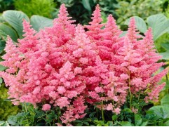 Астильба японская 