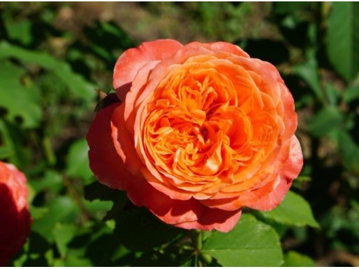 Роза шраб Роза шраб