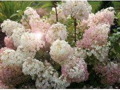 Гортензия метельчатая 