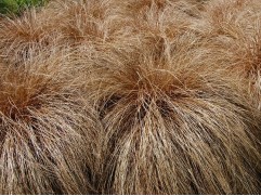 Осока власовидная 