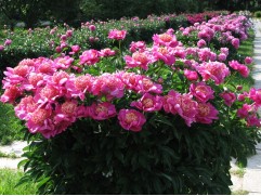 Пион молочноцветковый 