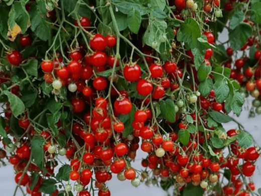 Томат Томат