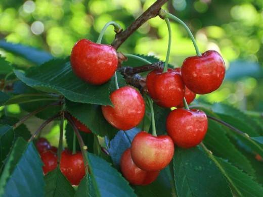 Черешня Черешня