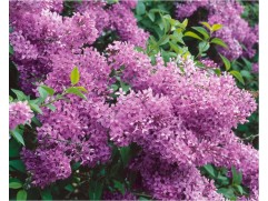 Сирень китайская Сирень китайская