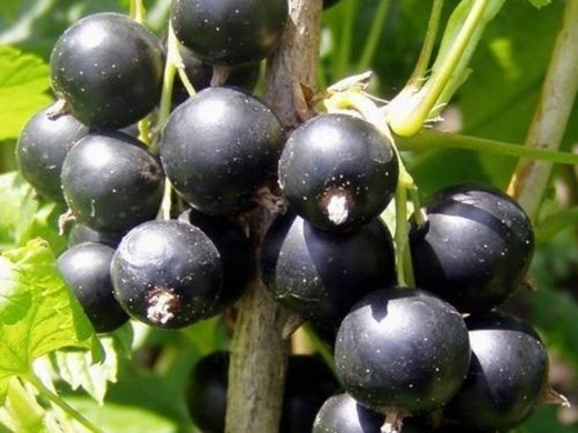 Смородина черная Смородина черная