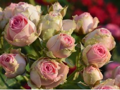 Роза флорибунда Роза флорибунда