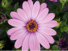 Остеоспермум 