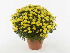 Хризантема мультифлора Хризантема мультифлора