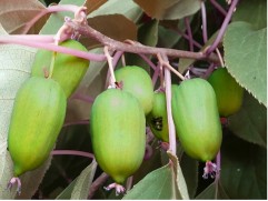 Актинидия Коломикта Актинидия Коломикта