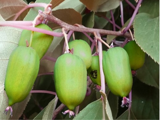 Актинидия Коломикта Актинидия Коломикта