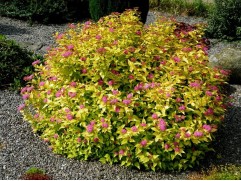 Спирея японская 