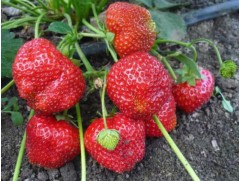 Земляника крупноплодная 