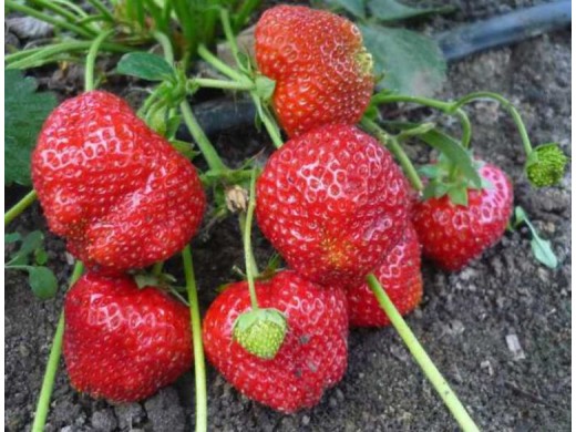 Земляника крупноплодная Земляника крупноплодная
