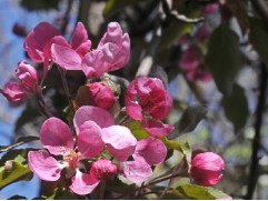 Яблоня декоративная Яблоня декоративная