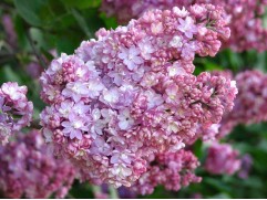 Сирень обыкновенная Сирень обыкновенная