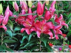Лилия восточная Лилия восточная