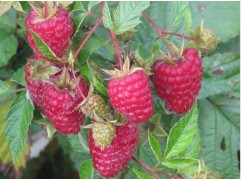 Малина ремонтантная 