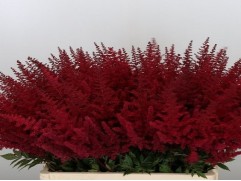 Астильба Арендса 