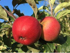 Яблоня 