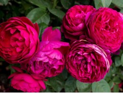 Роза чайно-гибридная 