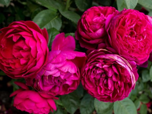 Роза чайно-гибридная Роза чайно-гибридная