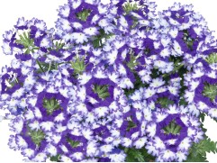 Вербена ампельная 