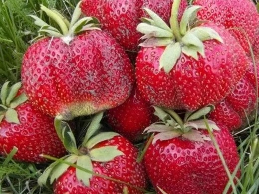 Земляника крупноплодная Земляника крупноплодная