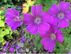 Герань гибридная 