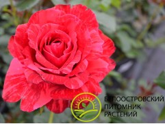 Роза чайно-гибридная 