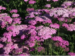 Тысячелистник обыкновенный 