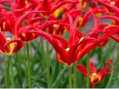Тюльпан 