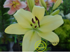 Лилия ЛА-гибрид Лилия ЛА-гибрид