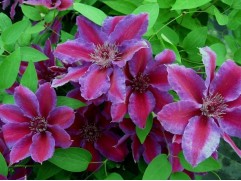 Клематис крупноцветковый 