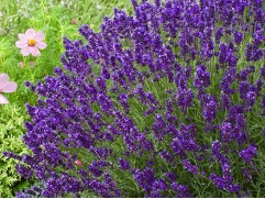 Лаванда узколистная 