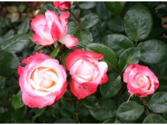 Роза чайно-гибридная 