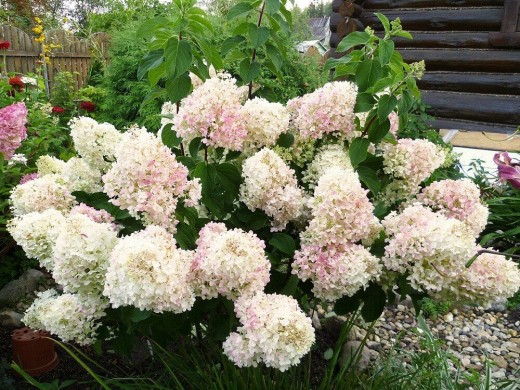 Гортензия метельчатая Гортензия метельчатая