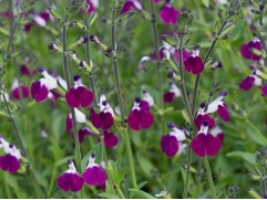 Шалфей дубравный 