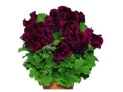 Пеларгония королевская 