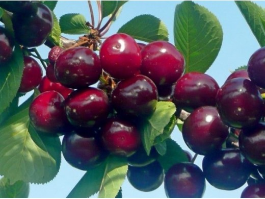 Вишня Дюк Вишня Дюк