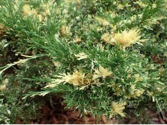 Можжевельник казацкий 