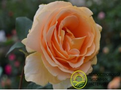 Роза чайно-гибридная 